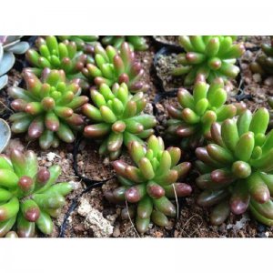 虹之玉喜阴还是喜阳 虹之玉喜欢阴暗还是阳光？