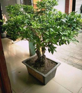 盆栽桂花怎么浇水方法 盆栽桂花的适宜浇水方法
