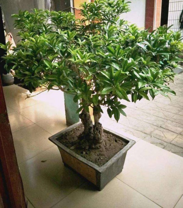盆栽桂花怎么浇水方法