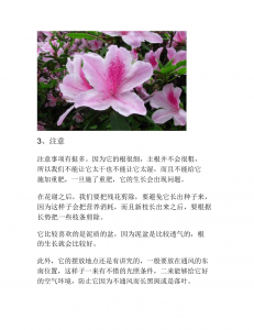 盆栽杜鹃花怎么养殖方法和注意事项