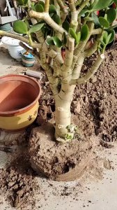 玉树换土时间和方法 玉树更换土壤的时间和方式