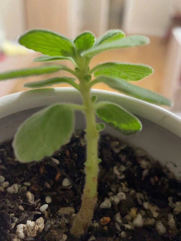 碰碰香换土时间和方法