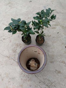茶花换土时间和方法 茶花更换土壤的时间和步骤