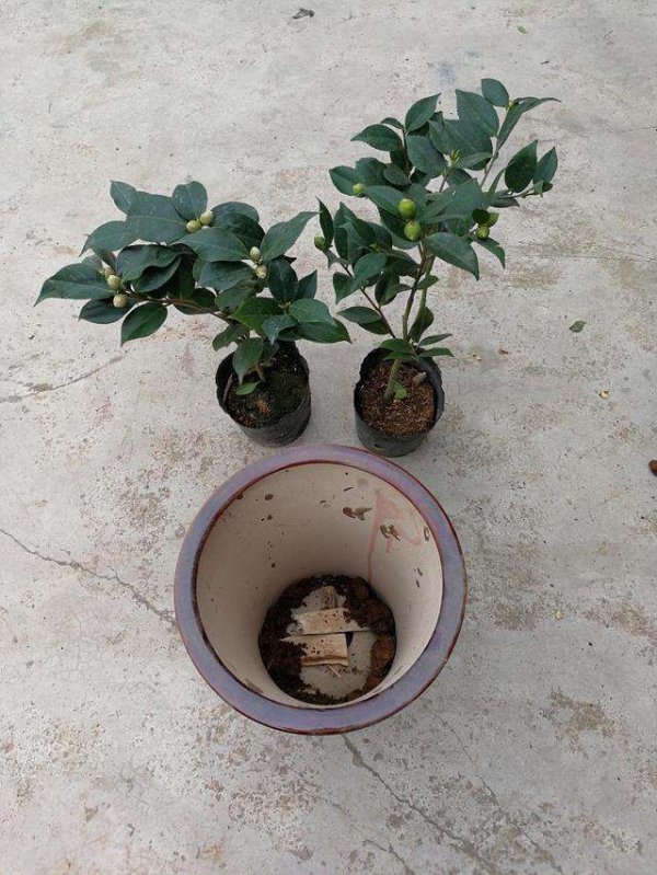 茶花换土时间和方法