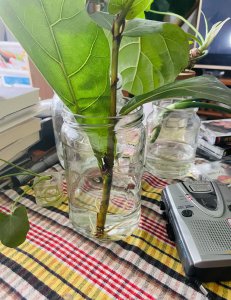 琴叶榕换土时间和方法 琴叶榕的土壤更换时机和步骤