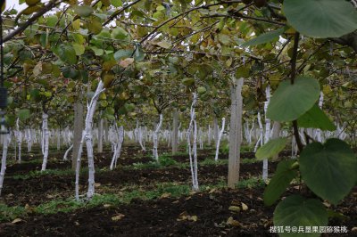 弥猴桃生长环境条件及特点 弥猴桃的生长环境及特性