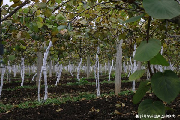 弥猴桃生长环境条件及特点
