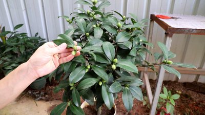 盆栽茶花怎么养殖方法和注意事项 盆栽茶花养护技巧及注意事项
