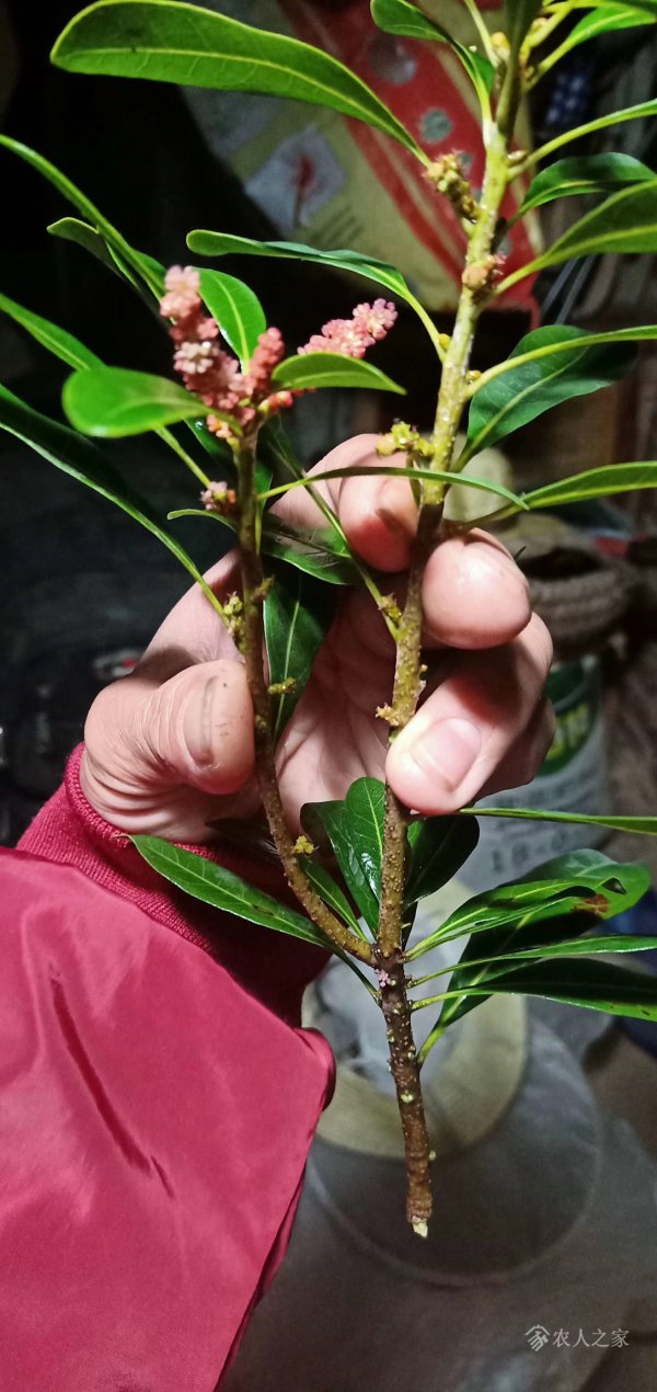 杨梅喜阴还是喜阳