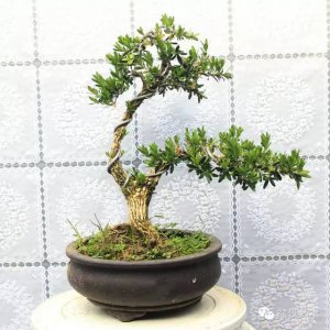 大叶黄杨喜阴还是喜阳 大叶黄杨是否适合阴阳环境