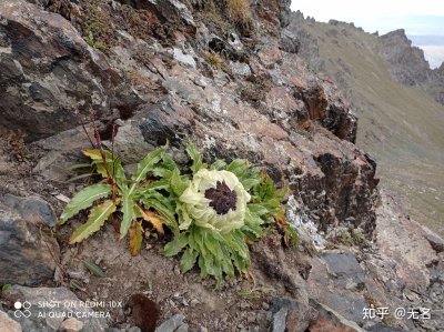 天山雪莲生长环境条件及特点 天山雪莲的生长条件和特点