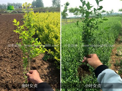 金叶女贞喜阴还是喜阳 金叶女贞喜阴还是偏爱阳光？