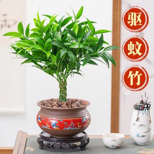 驱蚊竹喜阴还是喜阳 驱蚊植物选择阴阳喜好