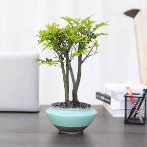 小叶紫檀生长环境条件及特点 小叶紫檀的生长环境要求与特征