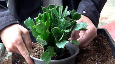 蟹爪兰换土时间和方法 蟹爪兰的换盆时间和步骤
