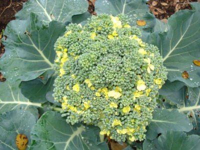 西兰花生长环境条件及特点 西兰花的生长环境和特性