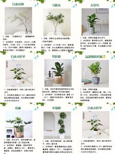 清香木盆景怎么养护方法与注意事项