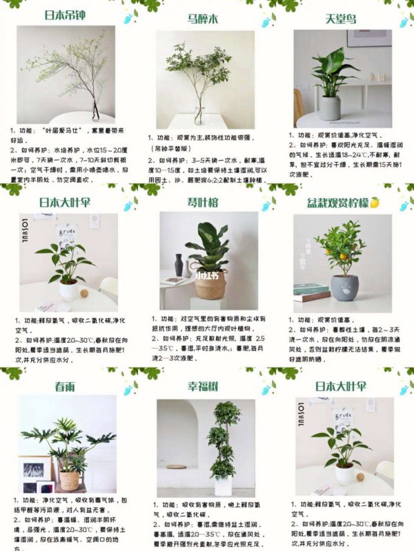 清香木盆景怎么养护方法与注意事项