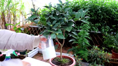 茶花开花时能浇水吗 茶花开花时需要浇水吗？