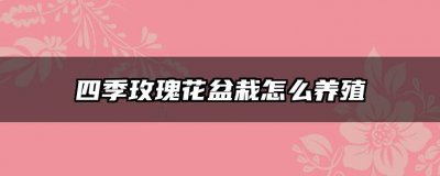 四季玫瑰花盆栽怎么养殖 四季玫瑰盆栽的种植技巧