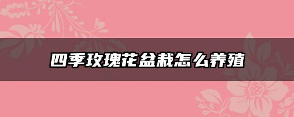 四季玫瑰花盆栽怎么养殖