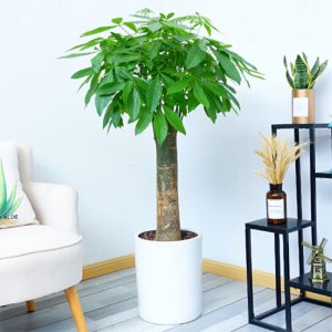 发财树盆栽怎么养殖 如何种植发财树盆栽？