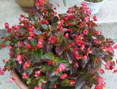 四季海棠开花时能浇水吗 四季海棠开花时需不需要浇水？
