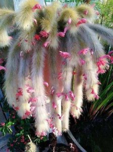 猴尾柱怎么养才开花 如何才能让猴尾柱开花？