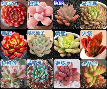多肉盆栽怎么养殖 多肉植物如何繁殖？
