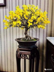 玉兰花盆栽怎么养殖 玉兰花盆栽的养殖方法