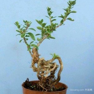六月雪盆景怎么养护方法与注意事项