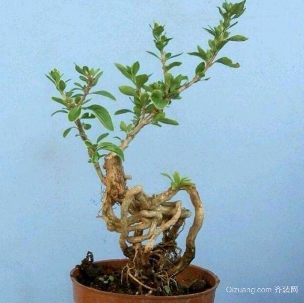 六月雪盆景怎么养护方法与注意事项