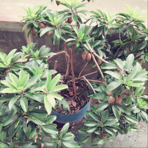 开心果盆栽怎么养殖 如何种植开心果盆栽？