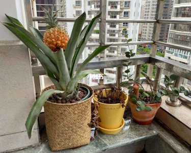 菠萝盆栽怎么养殖 怎样养护菠萝盆栽
菠萝盆栽的养殖方法