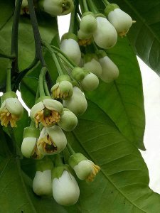 柚子树开花时能浇水吗 柚子树开花期需要浇水吗？