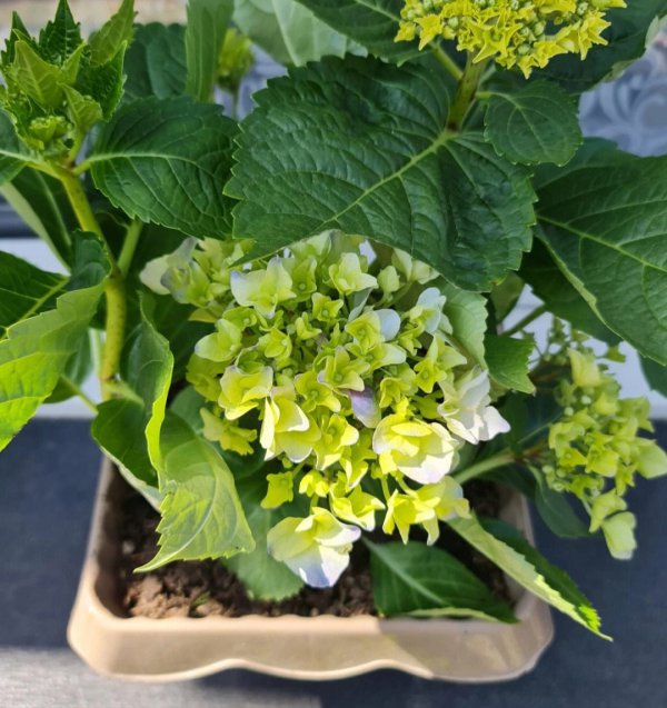 绣球生长环境条件及特点