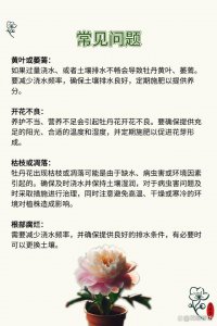 牡丹盆栽怎么养殖方法和注意事项 牡丹盆栽养殖技巧及注意事项