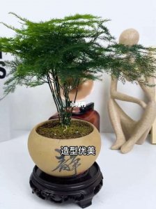 文竹盆景怎么养护方法与注意事项 文竹盆景养护与注意事项