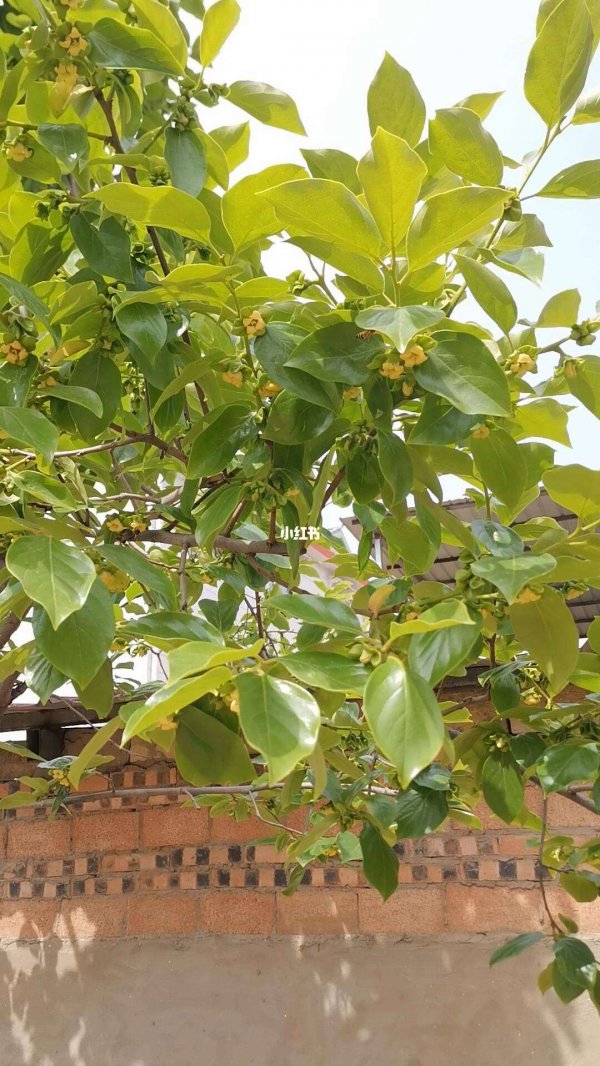 柿子树开花时能浇水吗