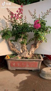 紫薇盆栽怎么养殖 紫薇盆栽的养殖方法养殖紫薇盆栽的技巧