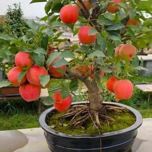 苹果盆栽怎么养殖 如何种植苹果盆栽？

育苹果盆栽的方法