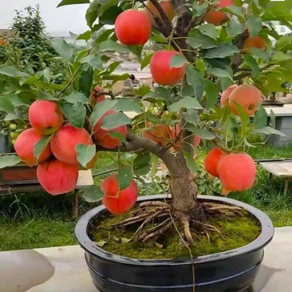 苹果盆栽怎么养殖