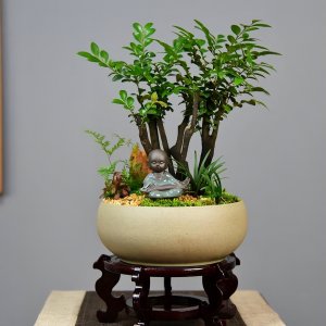 紫檀盆景怎么养护方法与注意事项 紫檀盆景养护及注意事项