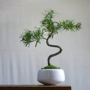 罗汉松小盆栽怎么养殖 罗汉松小盆栽的种植技巧