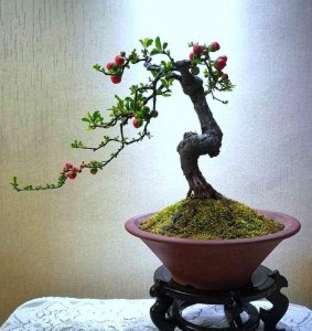 海棠树盆景怎么养护方法与注意事项