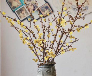 梅花开花时能浇水吗 梅花开花时需要浇水吗？
