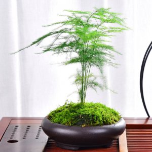 竹子盆栽怎么养殖 如何种植竹盆栽？
竹盆栽的养殖方法