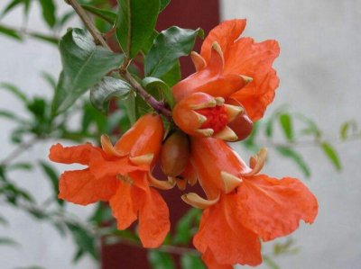 石榴开花时能浇水吗 石榴开花时需要浇水吗？