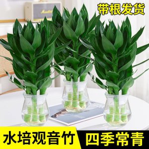 步步高升花盆栽怎么养殖 如何种植步步高升花盆栽