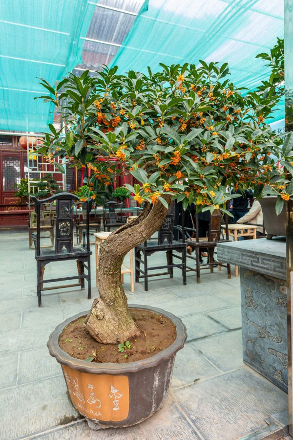 桂花树盆栽怎么养殖